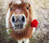 Pony with Red Rose